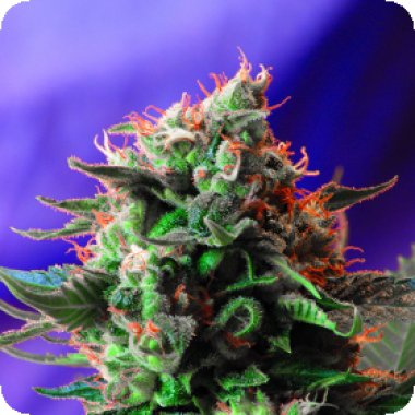 Sweet Cannabis Seeds Jack 47