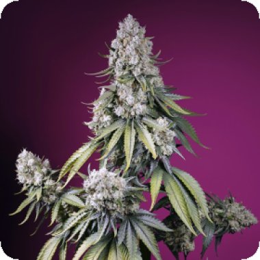 Sweet Cannabis Seeds Jealousy Z Xl Auto