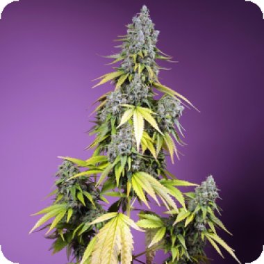 Sweet Cannabis Seeds Jet Fuel Mandarine Xl Auto