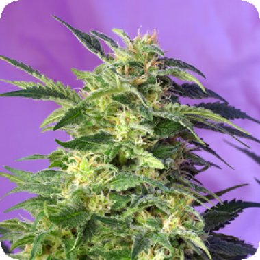 Sweet Cannabis Seeds Killer Kush Auto