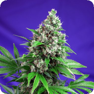 Sweet Cannabis Seeds Killer Kush Fast Version
