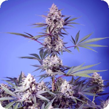 Sweet Cannabis Seeds Mental Rainbow F1 Fast Version