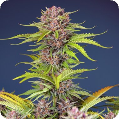 Sweet Cannabis Seeds Mimosa Bruce Banner Xl Auto
