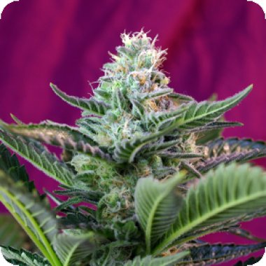 Sweet Cannabis Seeds Moham Ram Auto