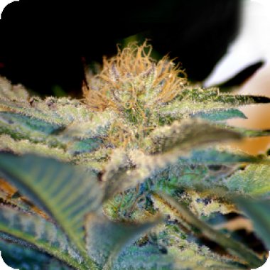 Sweet Cannabis Seeds Moham Ram
