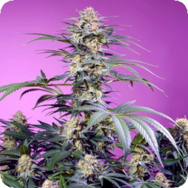 Sweet Cannabis Seeds Monster Maker