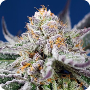 Sweet Cannabis Seeds Orange Apricot Glue Xl Auto