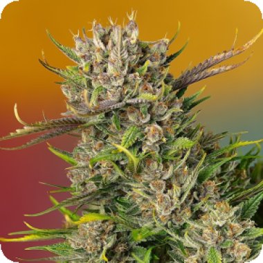 Sweet Cannabis Seeds Papaya Zoap Auto