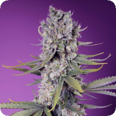 Sweet Cannabis Seeds Papaya Zoap F1 Fast Version