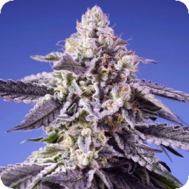 Sweet Cannabis Seeds Permanent Jealousy Xl Auto