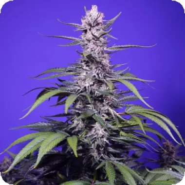 Sweet Cannabis Seeds Permanent Marker Xl Auto