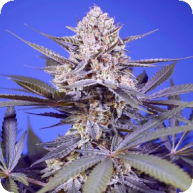Sweet Cannabis Seeds Pineapple Slush Xl Auto