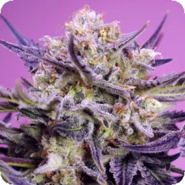 Sweet Cannabis Seeds Pink Guava F1 Fast Version
