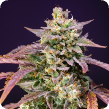 Sweet Cannabis Seeds Purple Punch Og Xl Auto