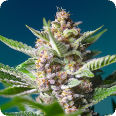 Sweet Cannabis Seeds Purple Punch Og