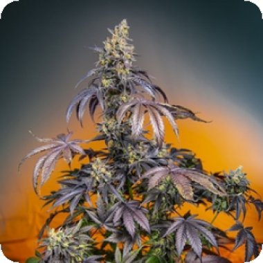 Sweet Cannabis Seeds Red Gorilla Girl Xl Auto