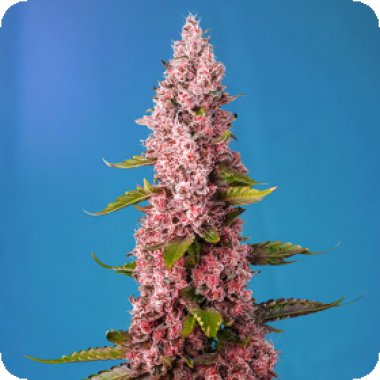 Sweet Cannabis Seeds Red Hot Cookies