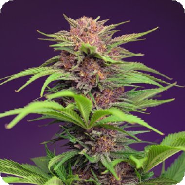Sweet Cannabis Seeds Red Mimosa Xl Auto