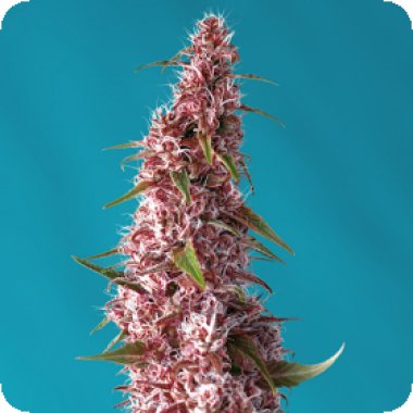 Sweet Cannabis Seeds Red Pure Auto Cbd