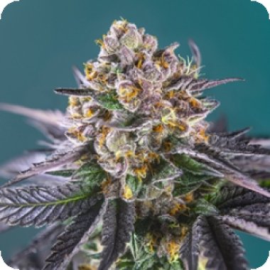 Sweet Cannabis Seeds Red Strawberry Banana Auto