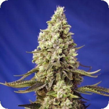 Sweet Cannabis Seeds Runtz Xl Auto