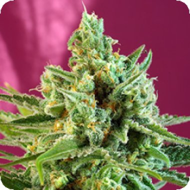 Sweet Cannabis Seeds S A D Cbd