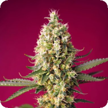 Sweet Cannabis Seeds Skywalker Og Runtz Xl Auto