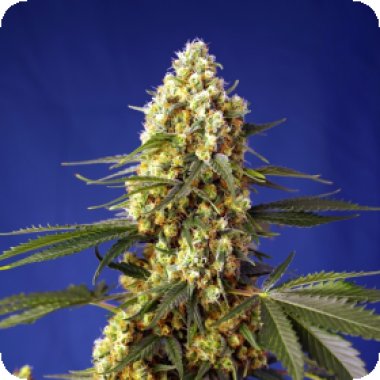 Sweet  Cannabis  Seeds  Strawberry  Banana  Gelato  Xl  Auto