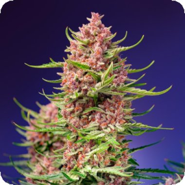 Sweet Cannabis Seeds Strawberry Cola Sherbet F1 Fast Version