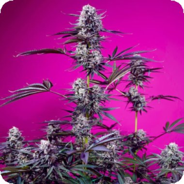Sweet  Cannabis  Seeds  Studio 54  Stardust  Auto