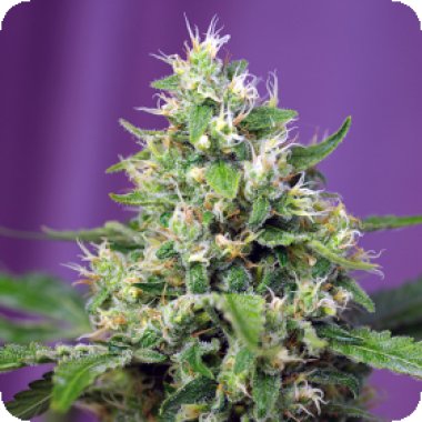 Sweet Cannabis Seeds Sweet Amnesia Haze Xl Auto