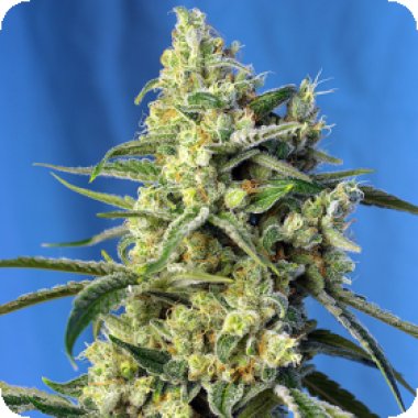 Sweet Cannabis Seeds Sweet Amnesia Haze