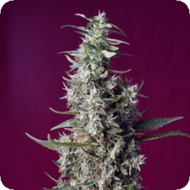 Sweet Cannabis Seeds Sweet Cherry Pie