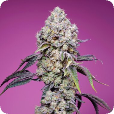 Sweet Cannabis Seeds Sweet Mandarine Zkittlez F1 Fast Version
