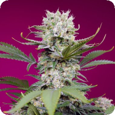 Sweet Cannabis Seeds Sweet Mandarine Zkittlez Xl Auto