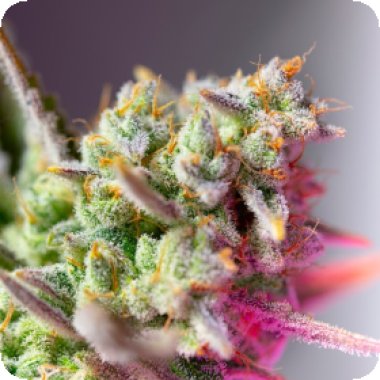 Sweet Cannabis Seeds Sweet Mimosa Xl Auto