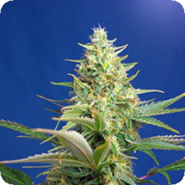 Sweet Cannabis Seeds Sweet Pure Auto Cbd