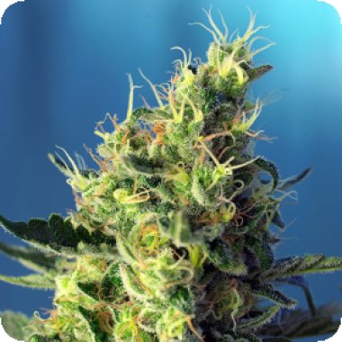 Sweet Cannabis Seeds Sweet Pure Cbd