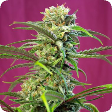 Sweet Cannabis Seeds Sweet Tai
