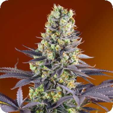 Sweet Cannabis Seeds Sweet Zenzation Xl Auto