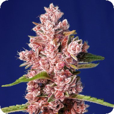 Sweet Cannabis Seeds Tropicanna Poison F1 Fast Version