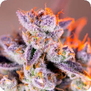 Sweet Cannabis Seeds Tropicanna Poison Xl Auto