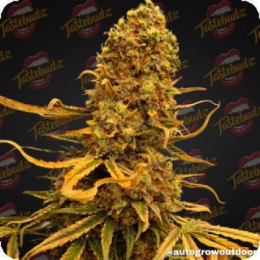 Tastebudz Cannabis Seeds Vanilla Frosting Auto