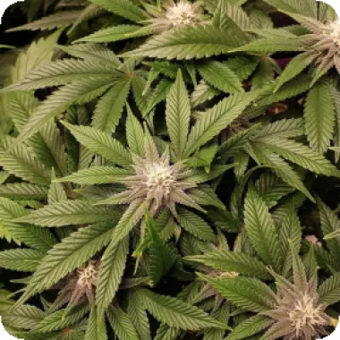 Trichome Jungle Cannabis Seeds Pink Pineapple