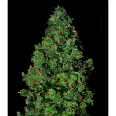 Vip Cannabis Seeds Membrana Auto