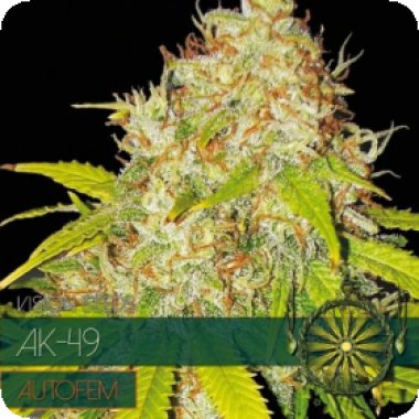 Vision Cannabis Seeds Ak 49 Auto