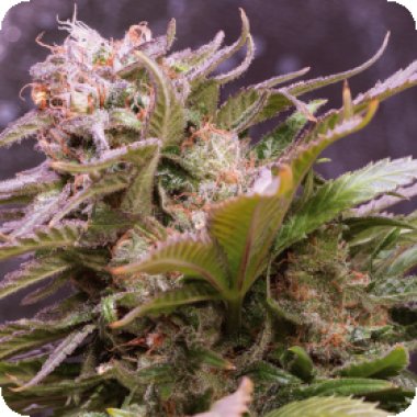 Vision Cannabis Seeds Vision Caramello Auto