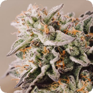 Vision Cannabis Seeds Vision Gelato Auto