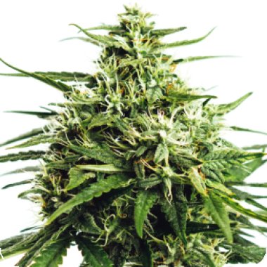 Vision Cannabis Seeds Vision Gorilla Auto