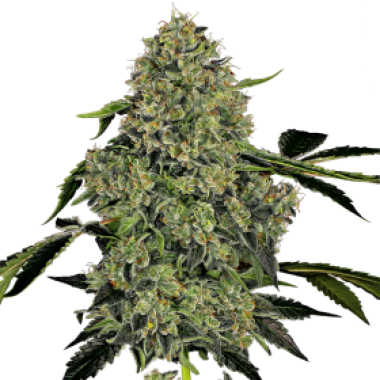 White Label Cannabis Seeds American Line Og Kush Auto